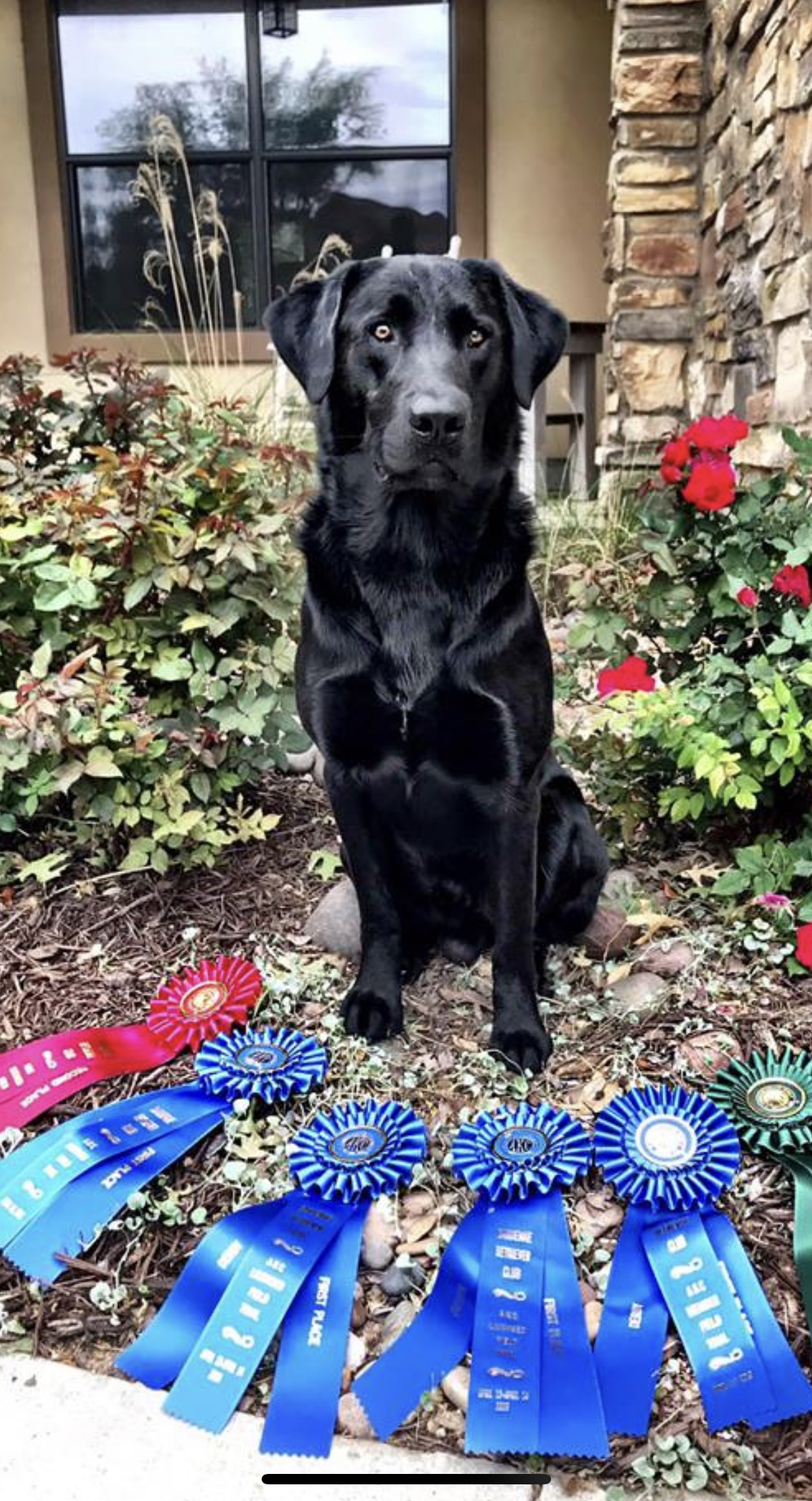 FC AFC Bayou Teche Paint The Black | Black Labrador Retriver