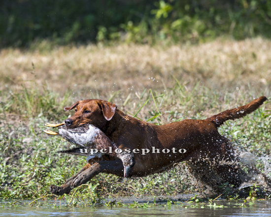 HRCH UH HR SHR Burlingames Willow | Yellow Labrador Retriver