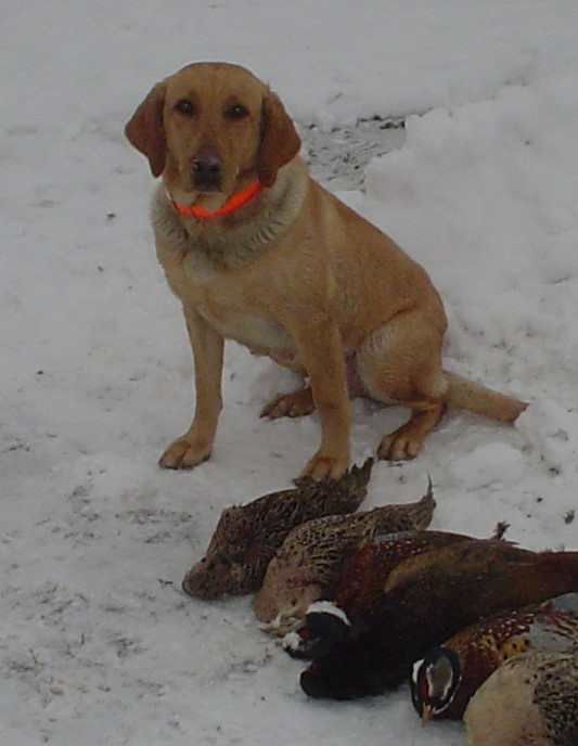 Burlingames Roxy Of Holzinger | Yellow Labrador Retriver