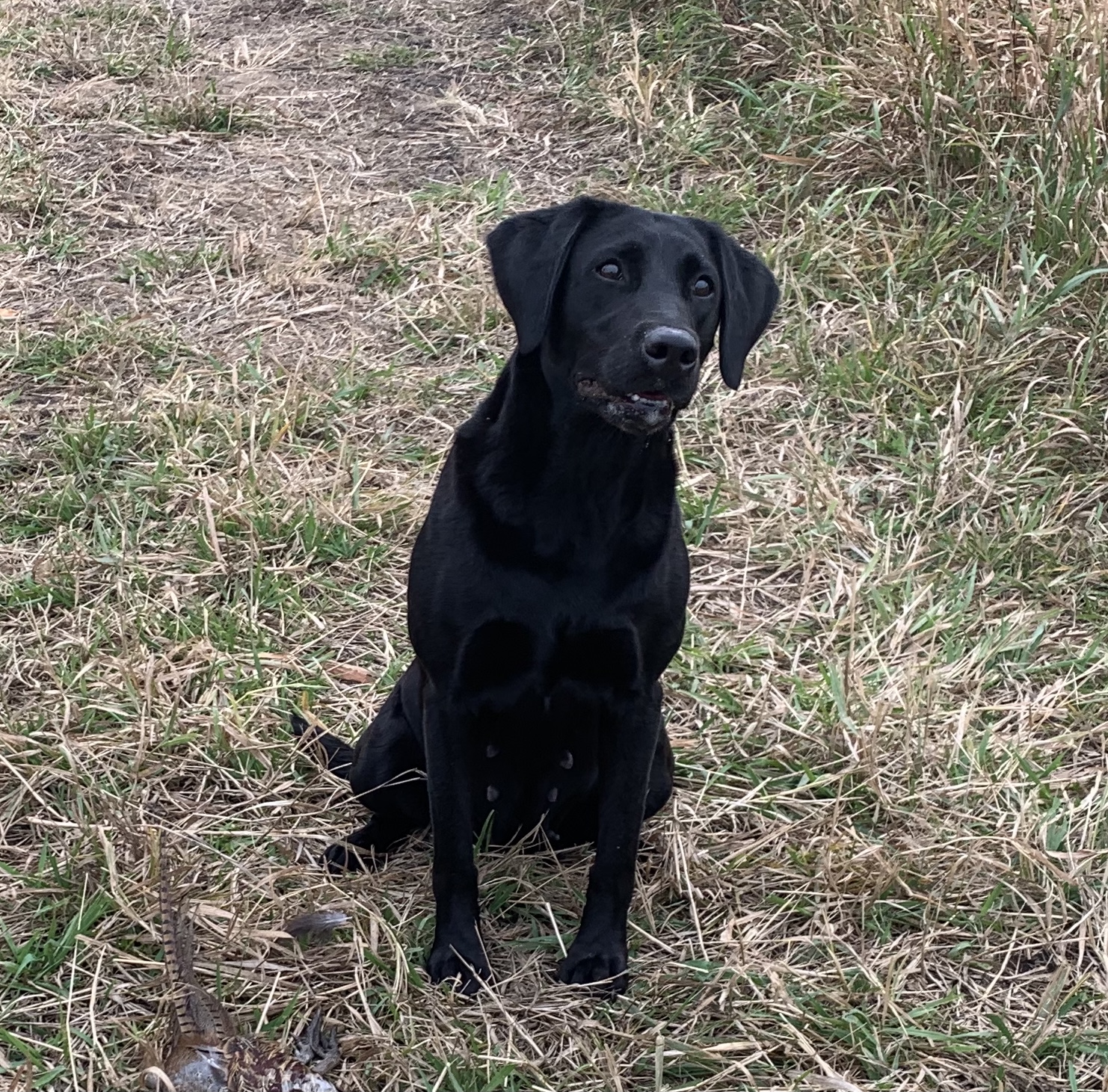 CPR APR SHR Burlingames Birdie Virdie | Black Labrador Retriver