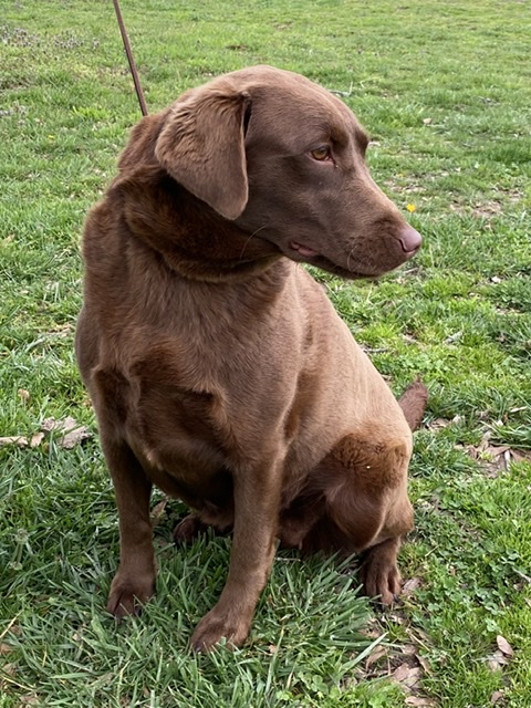 SHR Harness Creek's Waydago Trip'n | Chocolate Labrador Retriver