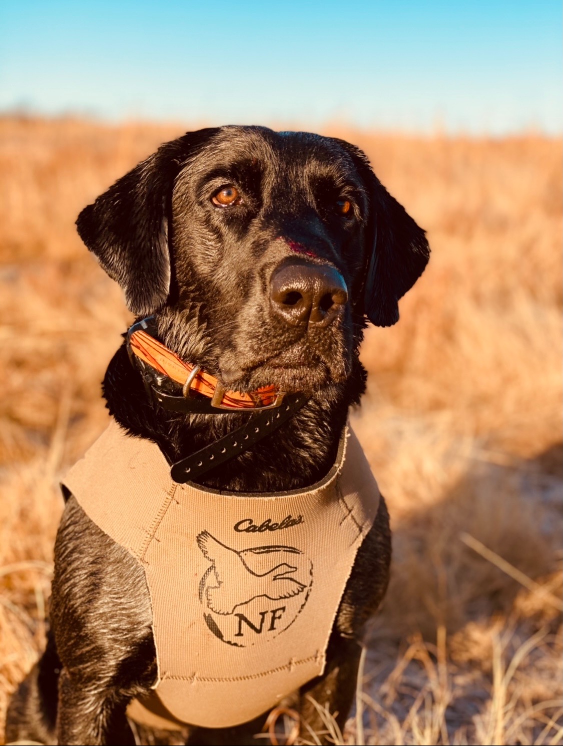 HR Goose On The Loose Marks-a-lot JH | Black Labrador Retriver