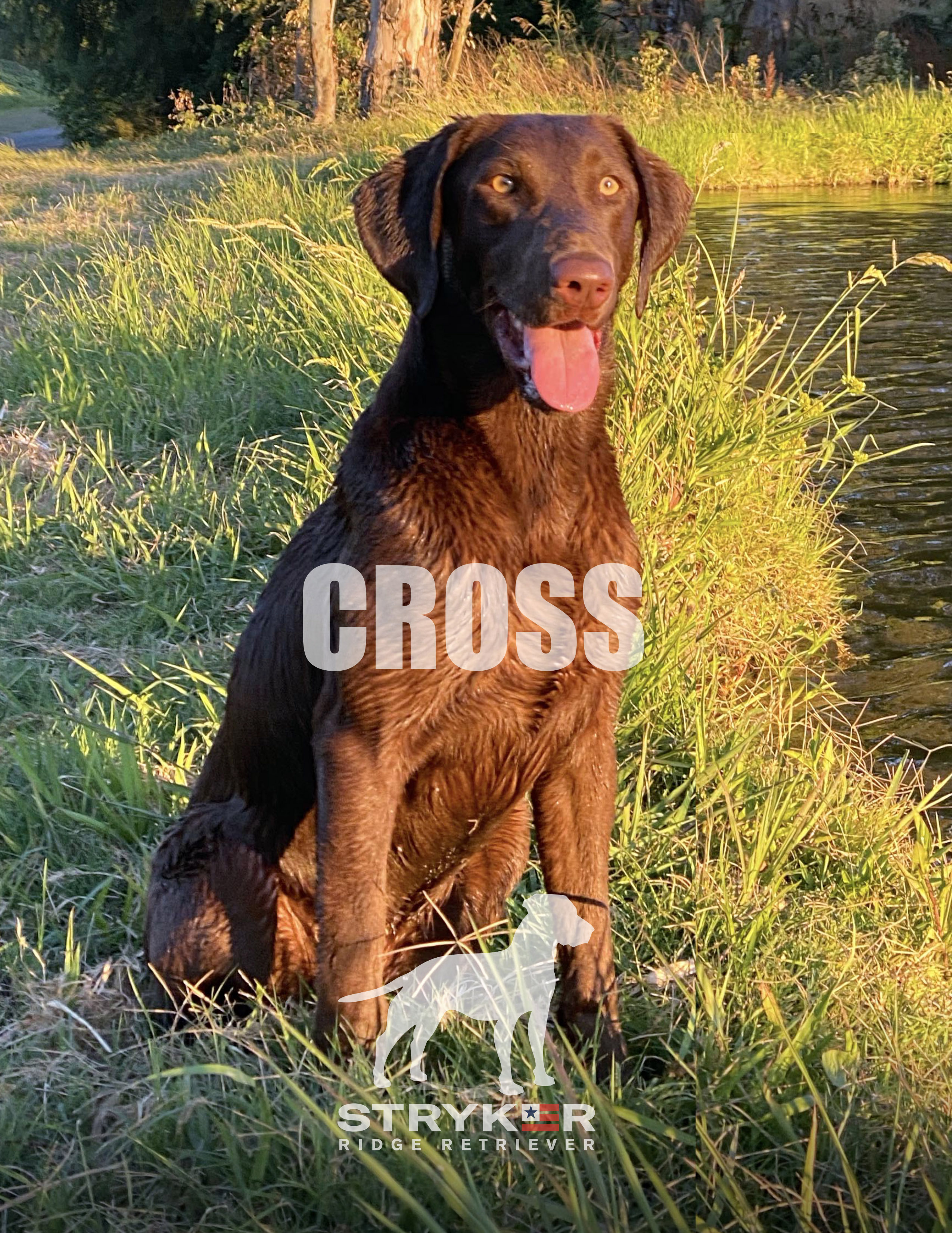 StrykerRidge Trinity - CROSS JH | Chocolate Labrador Retriver