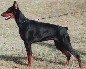 Lana Royal Bell | Black Doberman Pinscher