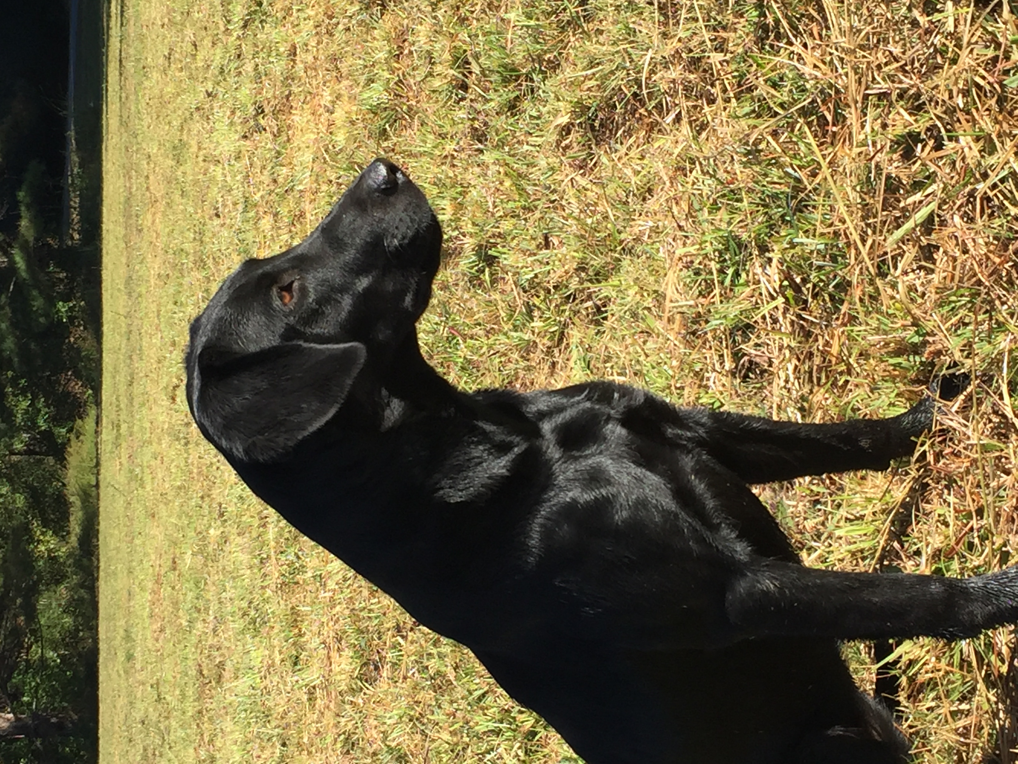 HRCH Ranger’s Lady In Black MH | Black Labrador Retriver