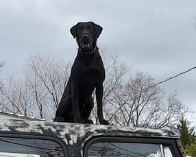 DUCKPUP'S DON'T ROCK' THE BOAT | Black Labrador Retriver