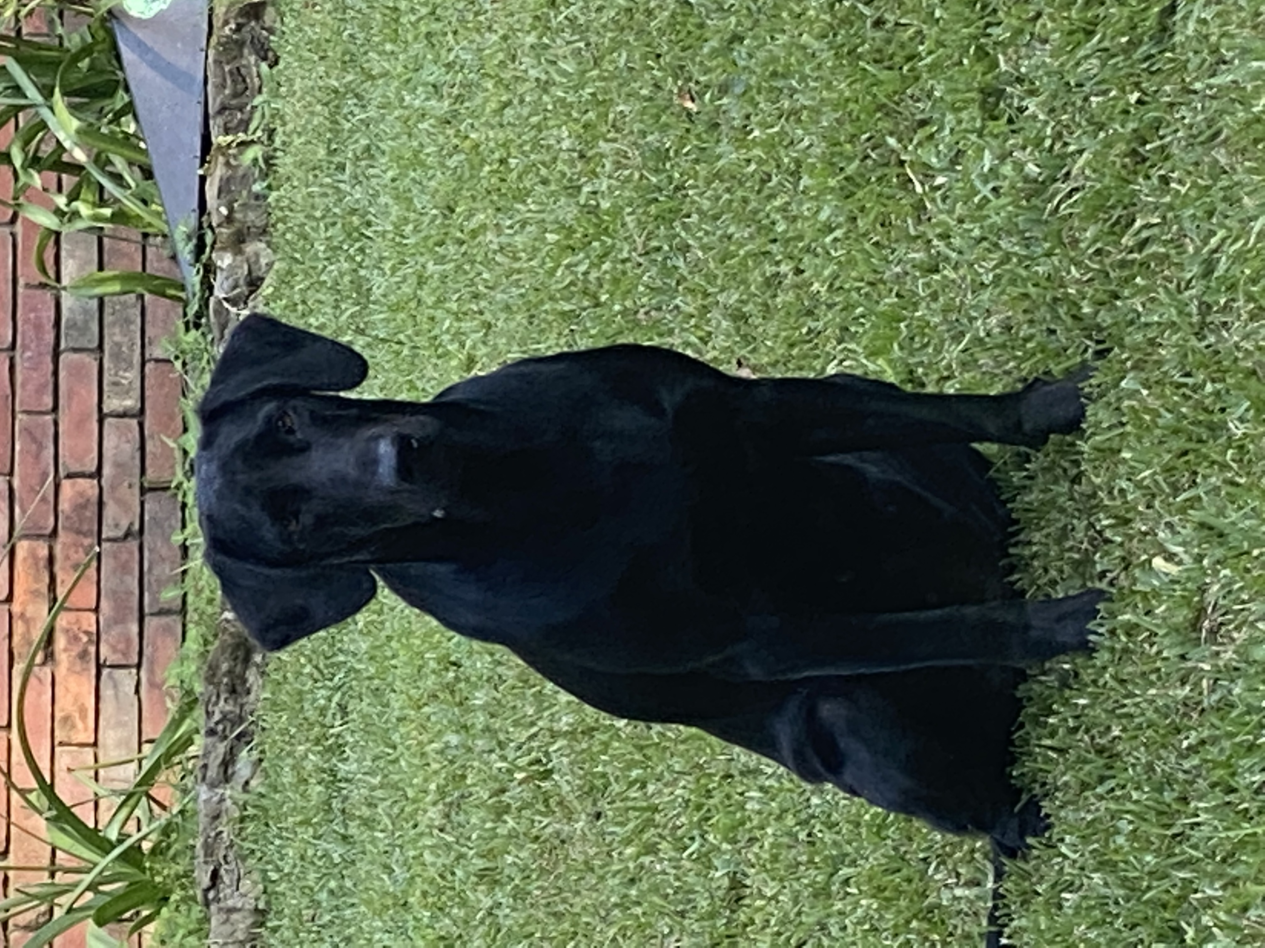 HR Missy Delta The Arche Duchess Of Mccalla | Black Labrador Retriver