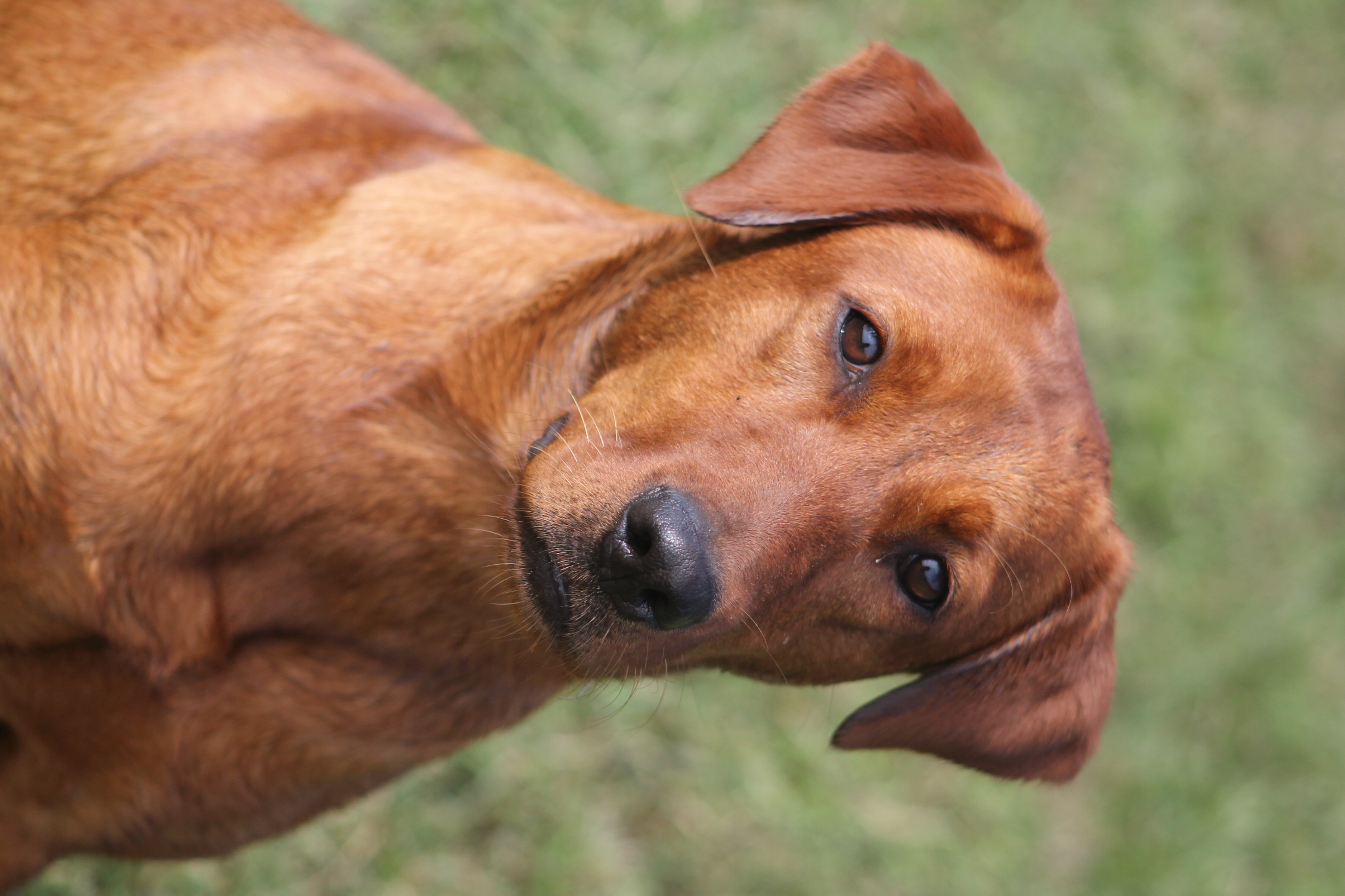 Tck's Girl On Fire | Yellow Labrador Retriver