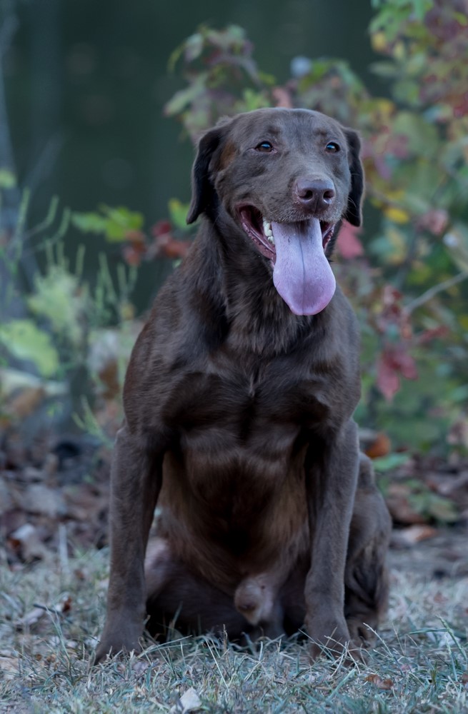 Mabry Running Baer In Muddy Waters | Chocolate Labrador Retriver