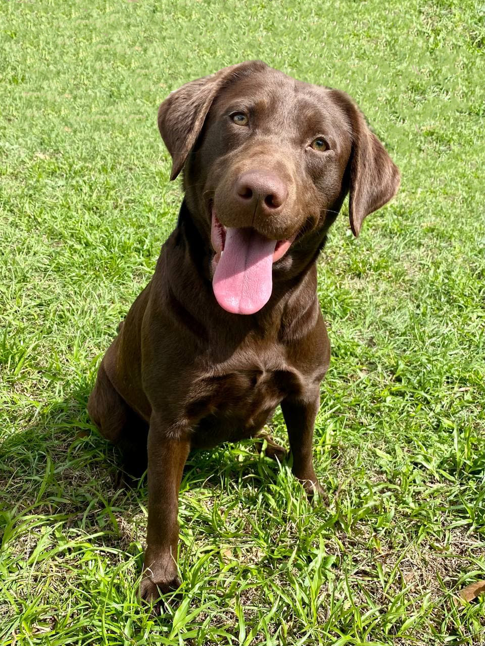 Travelin' For A Sprig Of Wyld Indigo | Chocolate Labrador Retriver