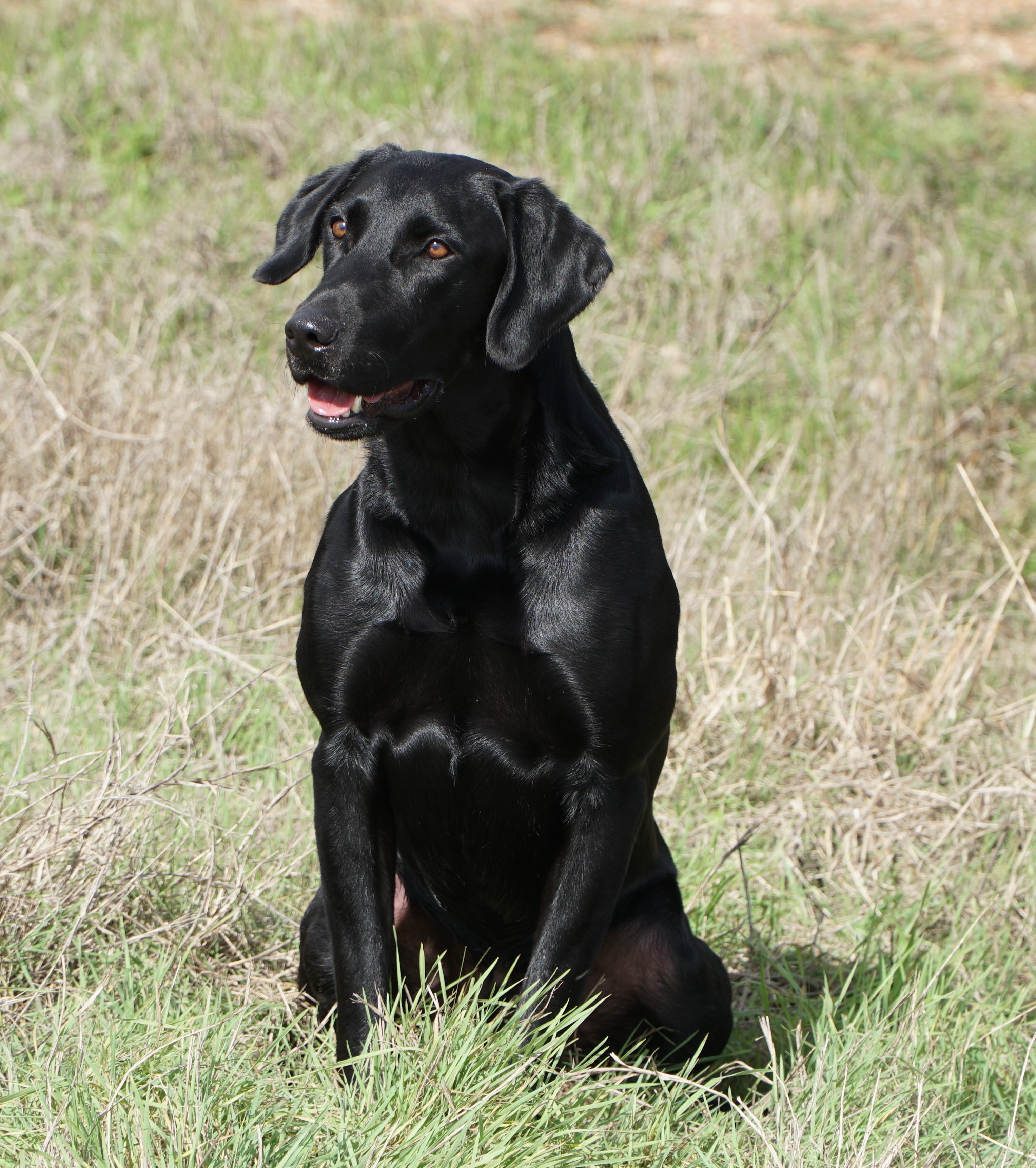 Watermarks Shadow QAA | Black Labrador Retriver