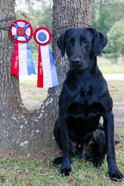 HR Garvin’s Reece’s Runnin for Green | Black Labrador Retriver