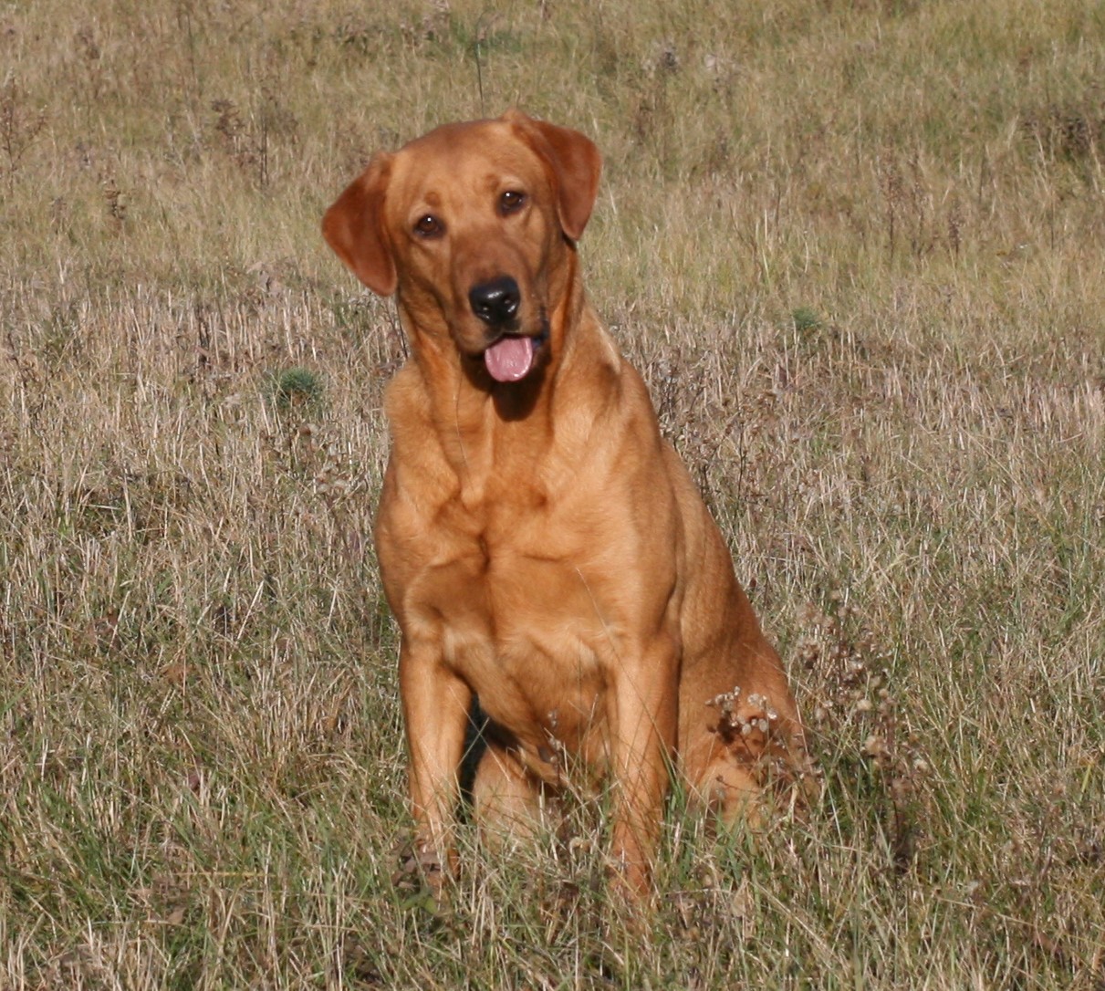 Rainmaker's Bella Rouge JH | Yellow Labrador Retriver