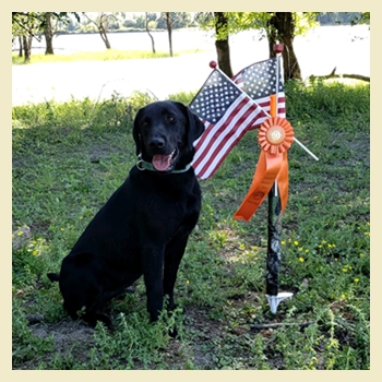 CPR Skyriver's Cutting Edge JH | Black Labrador Retriver