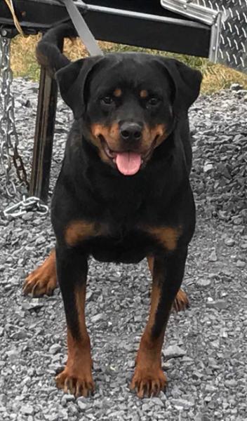 Anna Vom Taylor Haus | Rottweiler 