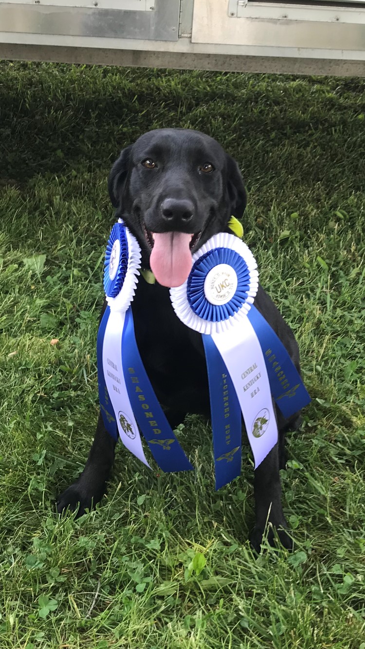 HRCH Big Trax Drive Thru Delight | Black Labrador Retriver