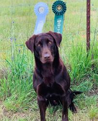 JH Hql's Dirty Harry Callahan BN | Chocolate Labrador Retriver