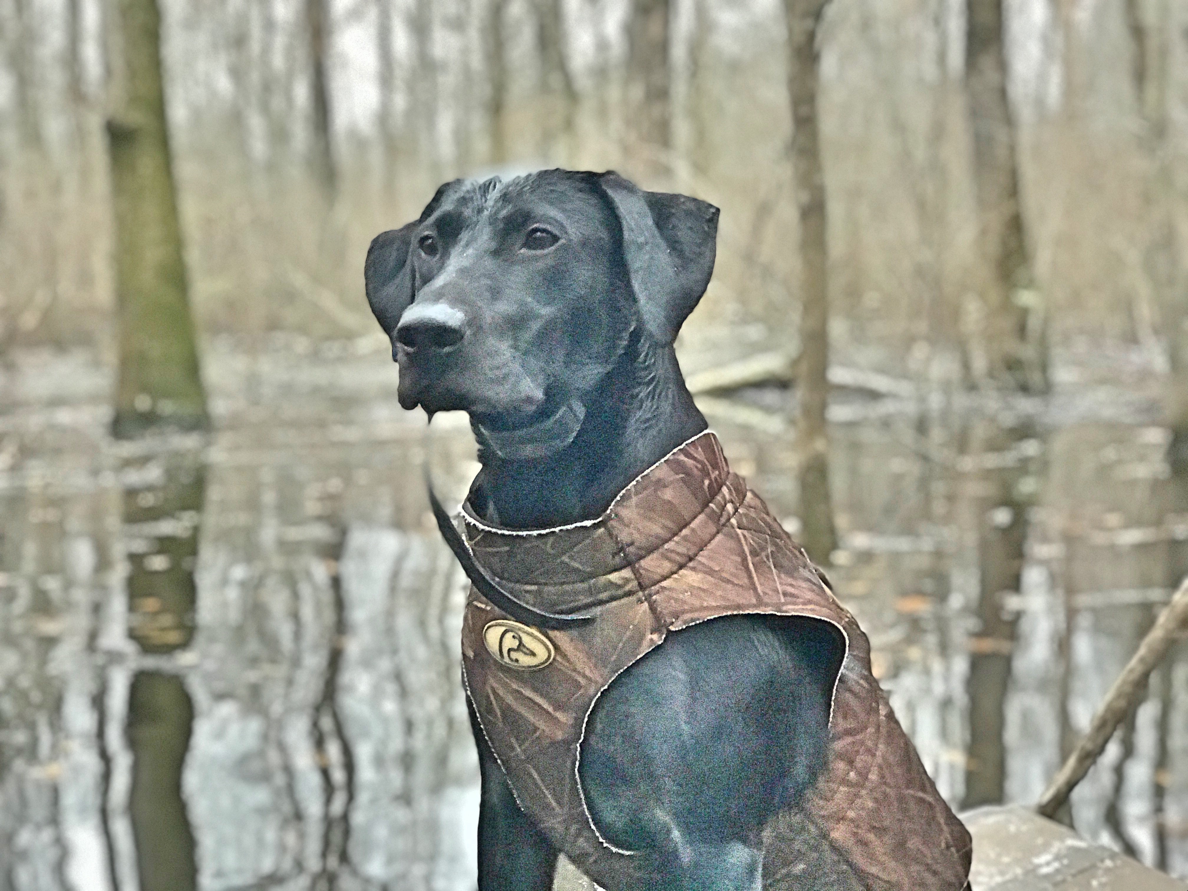 SHR T-BO’s Shallow Water Solution | Black Labrador Retriver