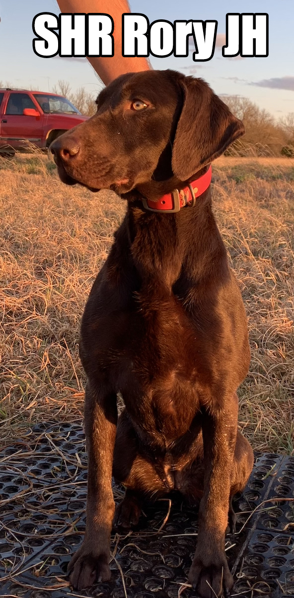 SHR  3 Ring Aurora Borealis JH | Chocolate Labrador Retriver