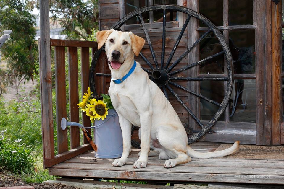 HFR'S Tacoma Goes The Distance | Yellow Labrador Retriver