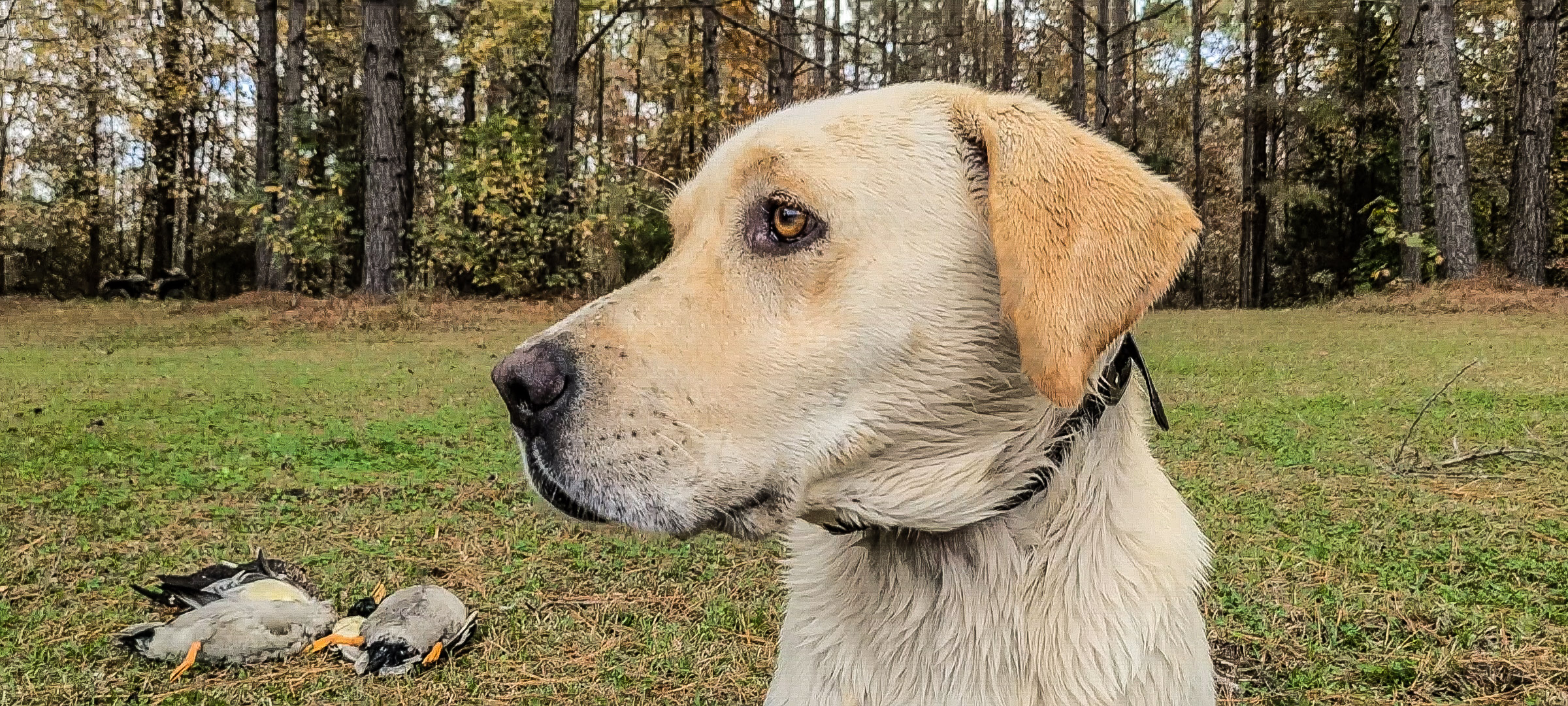 SHR Muir’s Trump Forty Five | Yellow Labrador Retriver