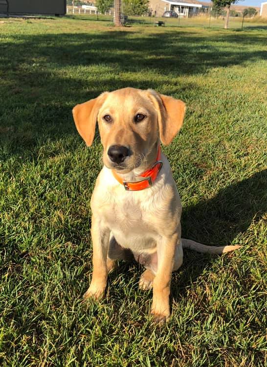 Lavender's Tiny But Mighty | Yellow Labrador Retriver