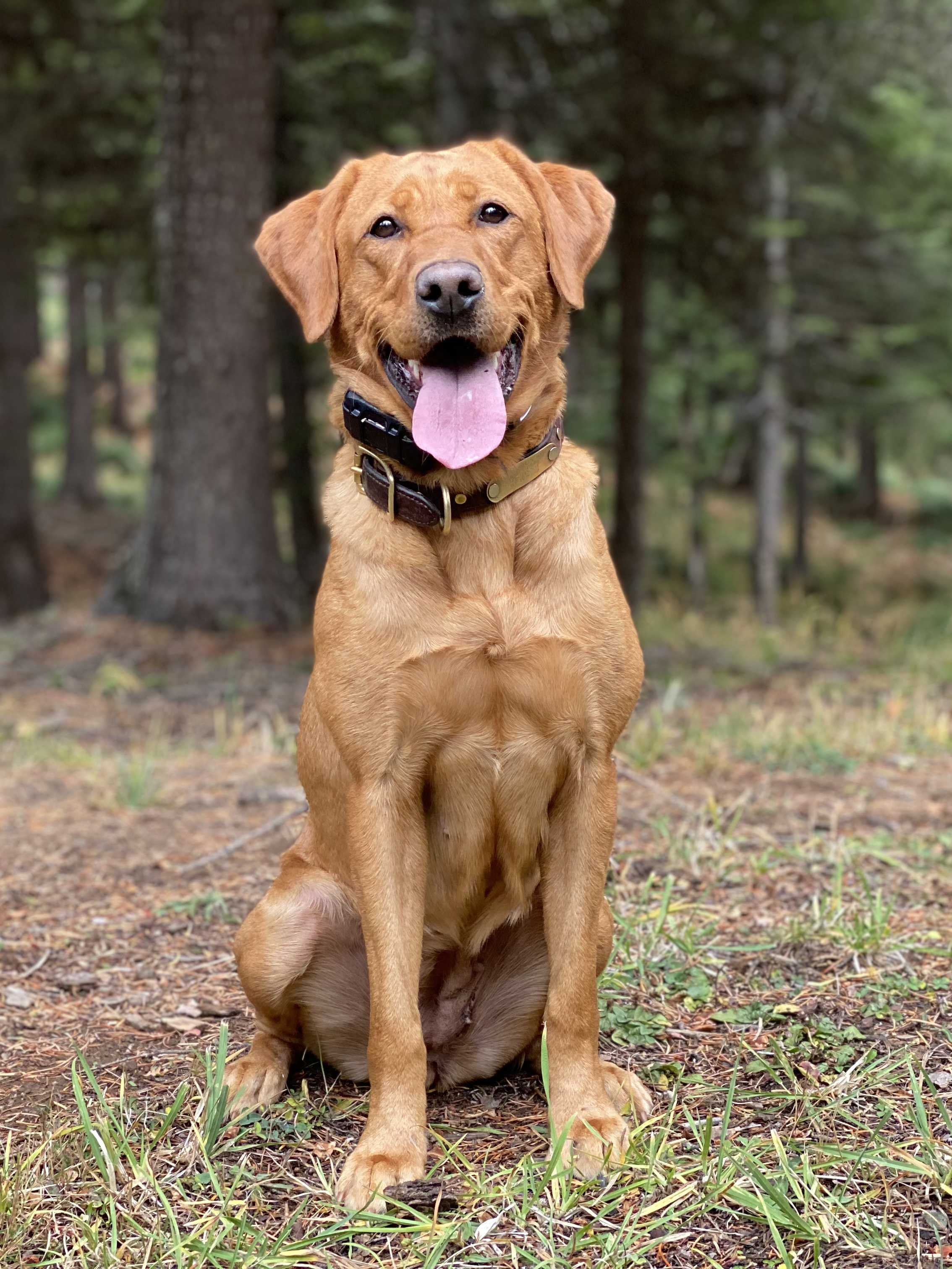 SHR Moore's Marvel Daredevil Calm Before The Storm JH | Yellow Labrador Retriver