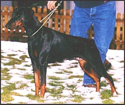 Barones Belita v. Alpha Nordic | Black Doberman Pinscher