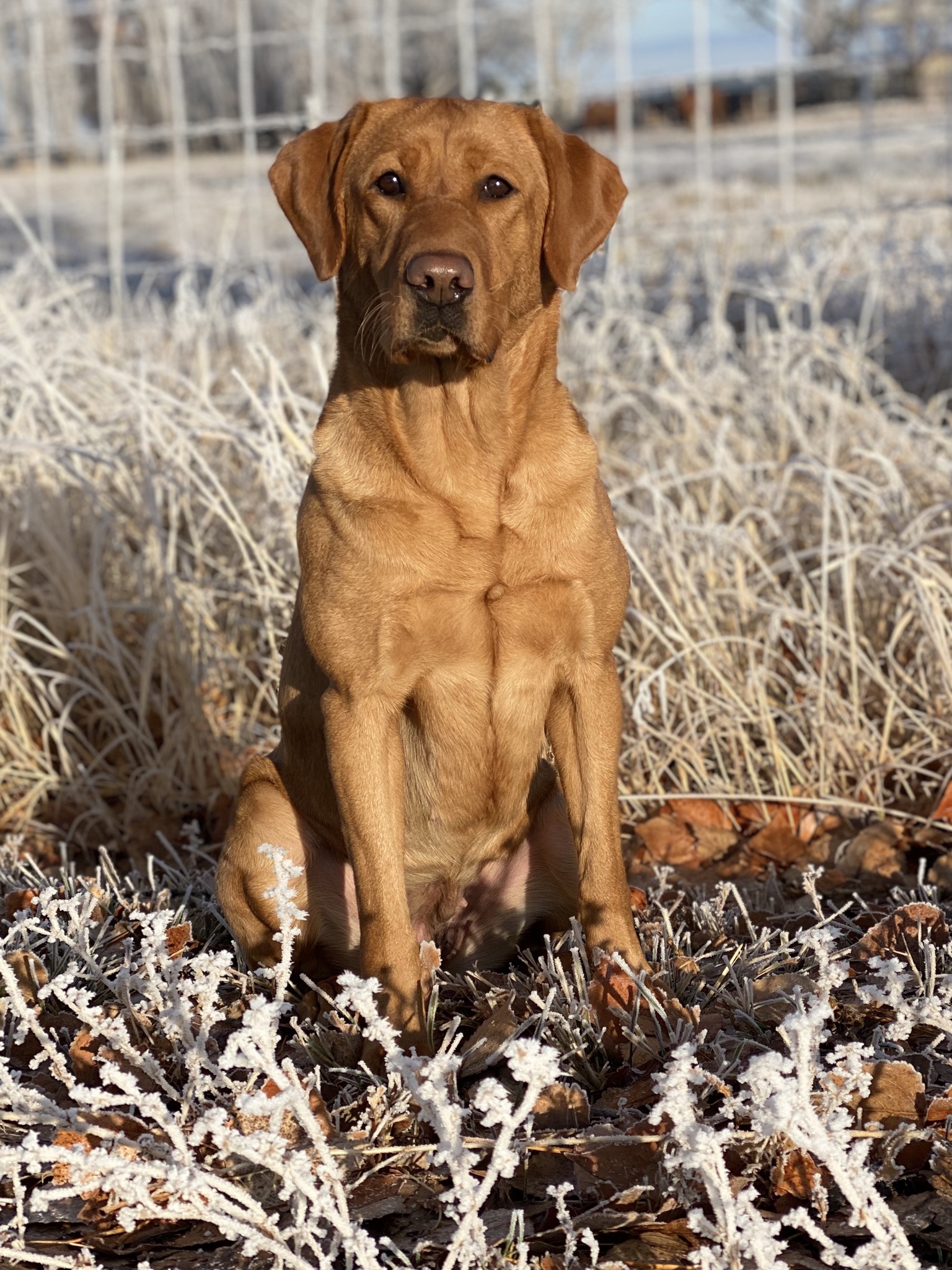 SHR Moore's Marvel Daredevil Calm Before The Storm JH | Yellow Labrador Retriver