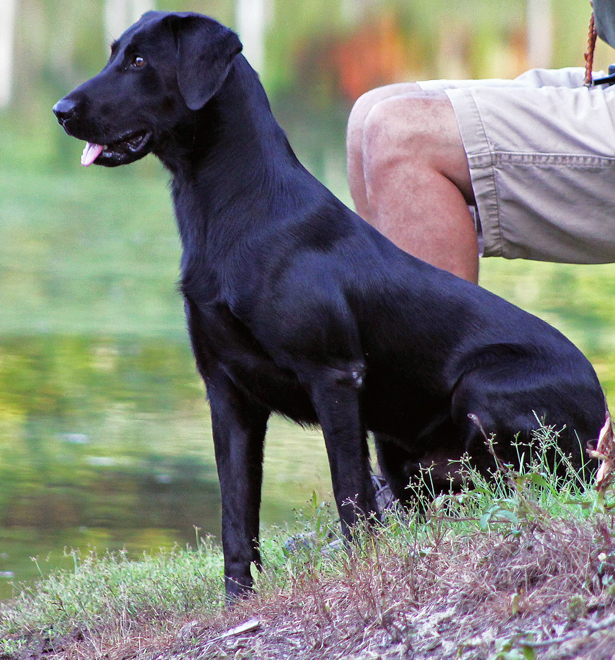 SR Punch's Echo Through The Allie JH | Black Labrador Retriver