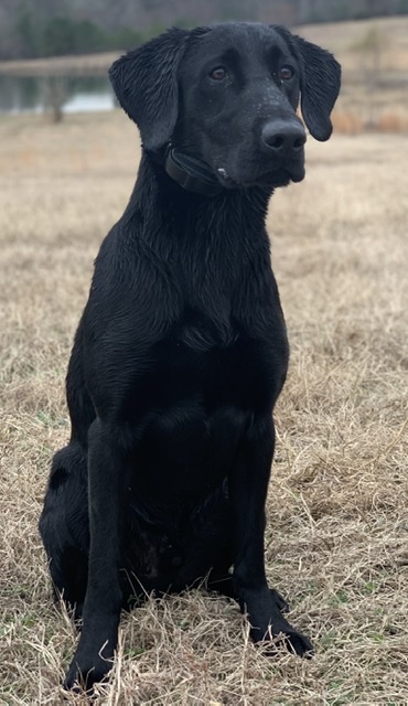 Dealin With The Sunday Blues | Black Labrador Retriver