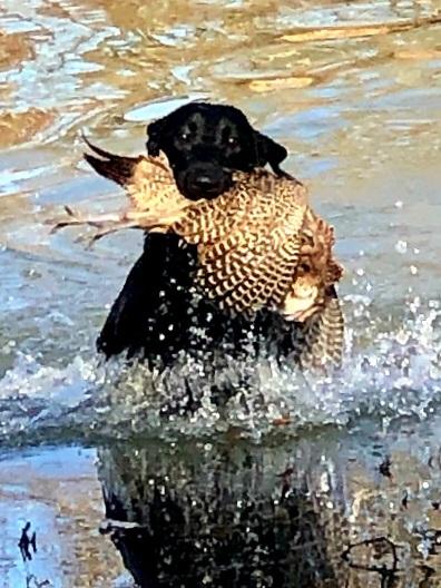 All Hale To The Chieftess JH (HR Defender Hale To The Chieftess) | Black Labrador Retriver