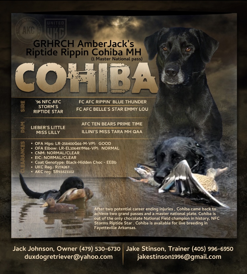 GRHRCH  AmberJack's Riptide Rippin Cohiba  MH | Black Labrador Retriver