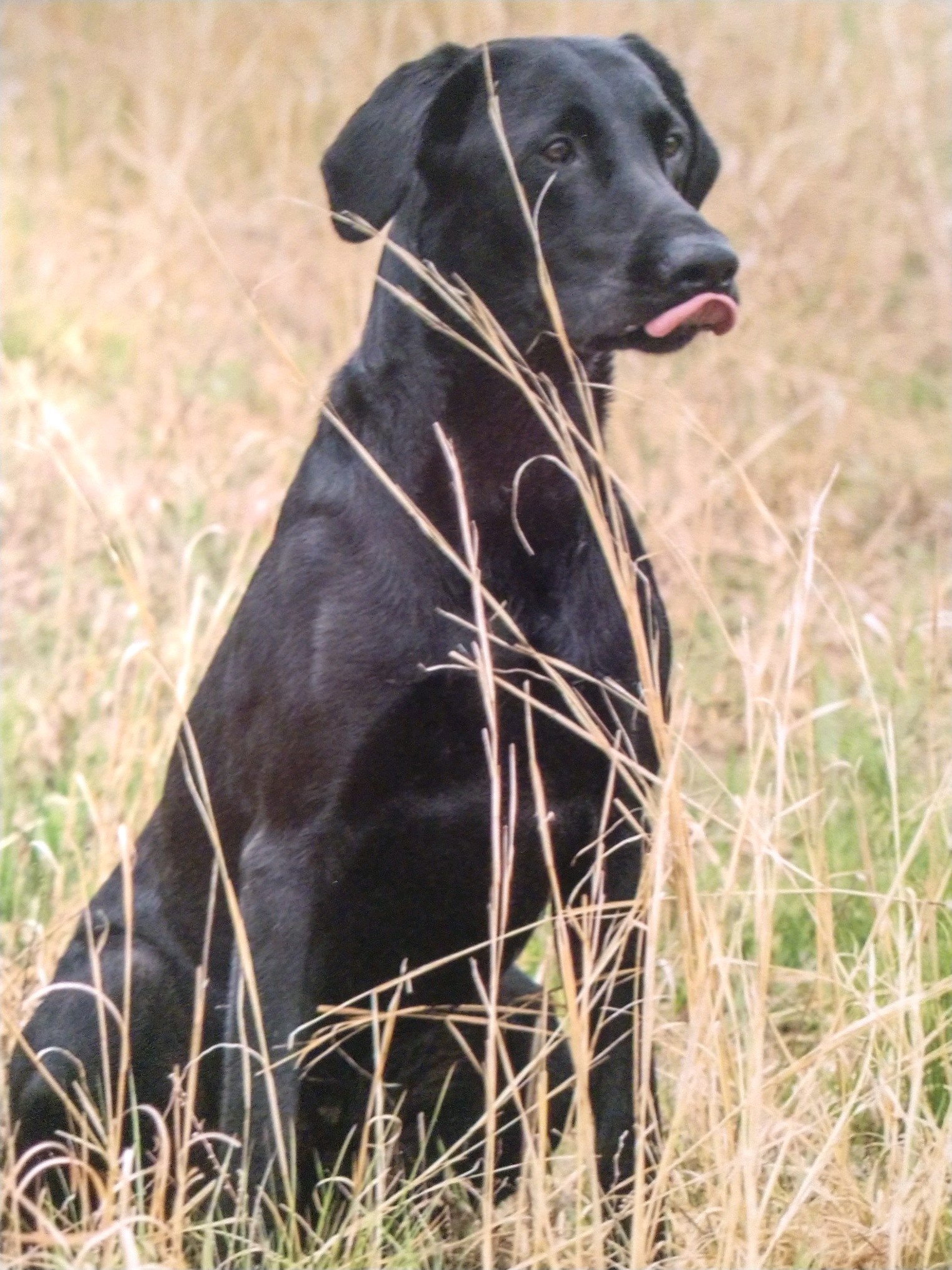 Cooper Chance Of Glenn Farm JH, SH, MH, QAA | Black Labrador Retriver