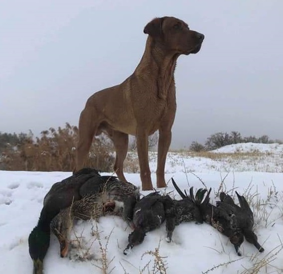 DUCKPUP'S THE BUTCHER "BUTCH" | Yellow Labrador Retriver