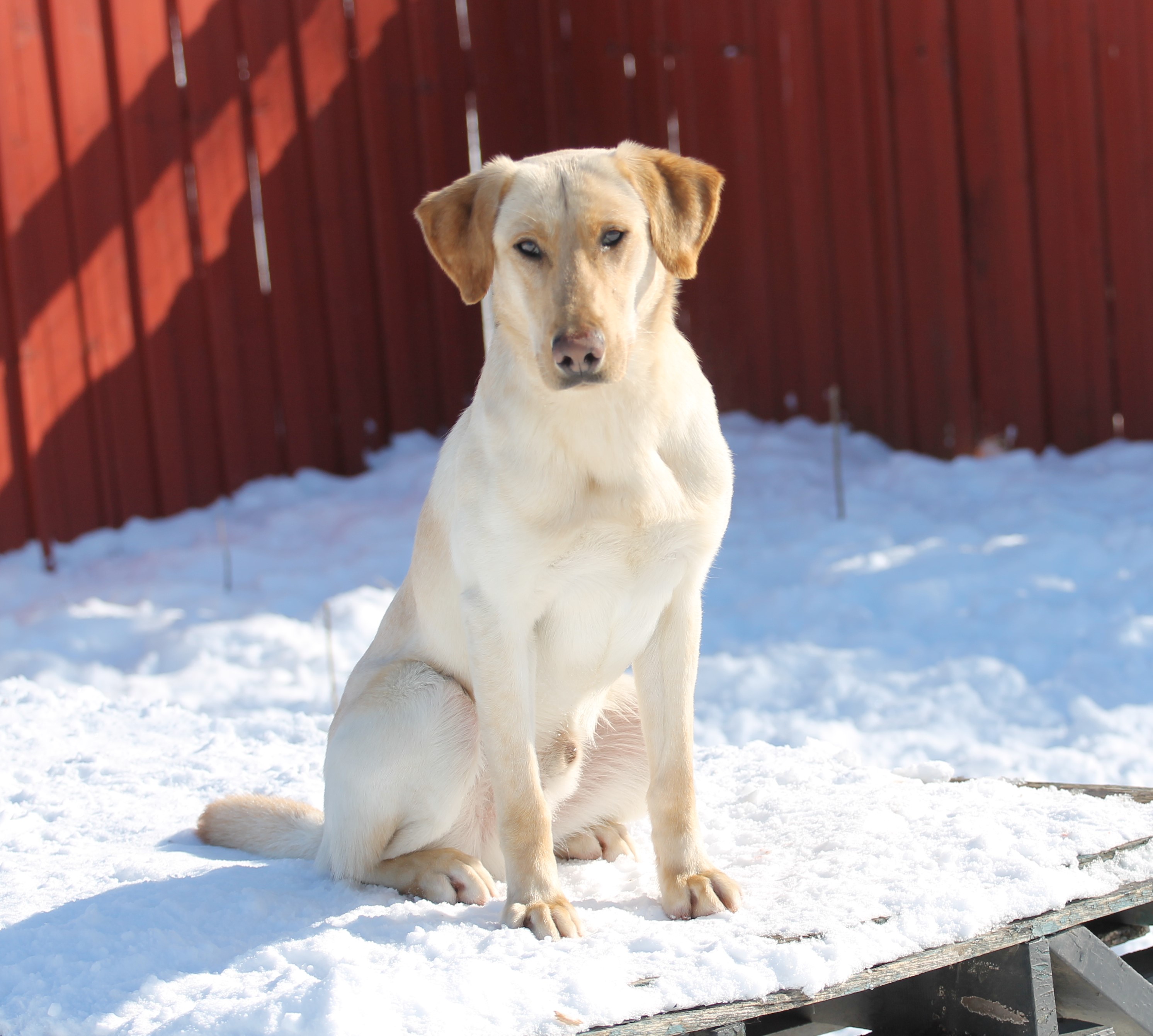 Southforks Kan I Yum Grubchow | Yellow Labrador Retriver