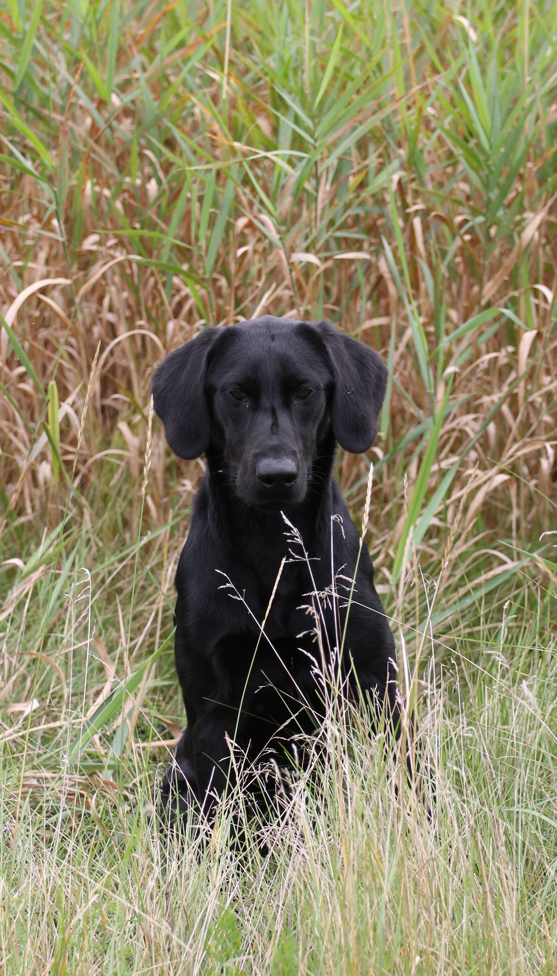 Storytellers The Call Of Nine | Black Labrador Retriver