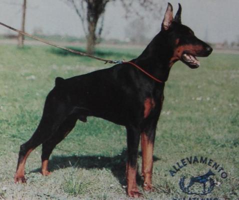 Diablo di Latiano | Black Doberman Pinscher