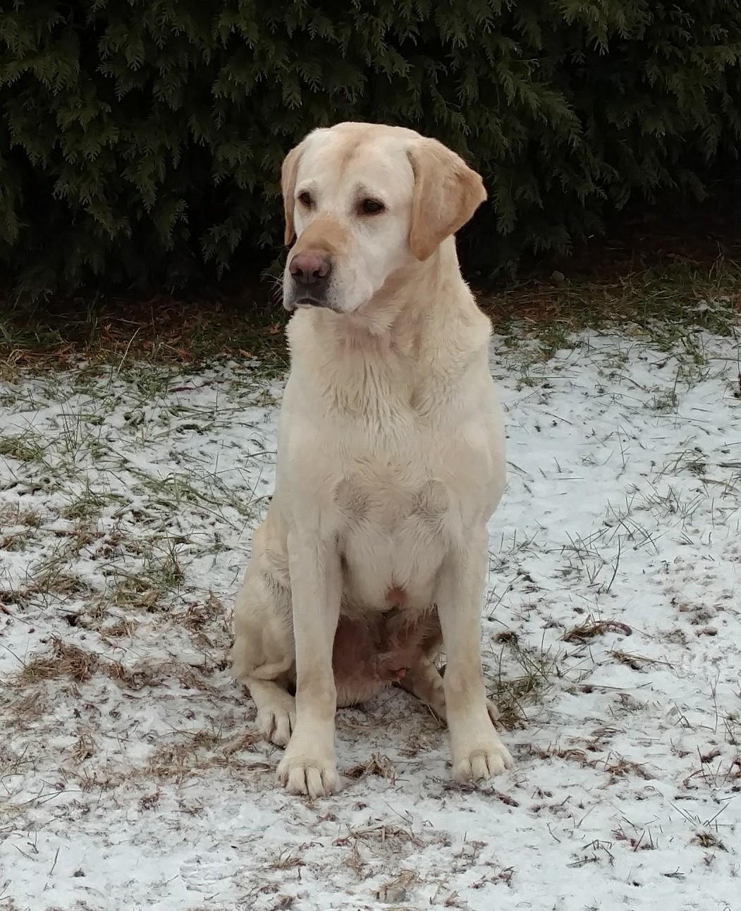 CPR APR SHR HR Burlingames Ursus Of Cooperstown | Yellow Labrador Retriver