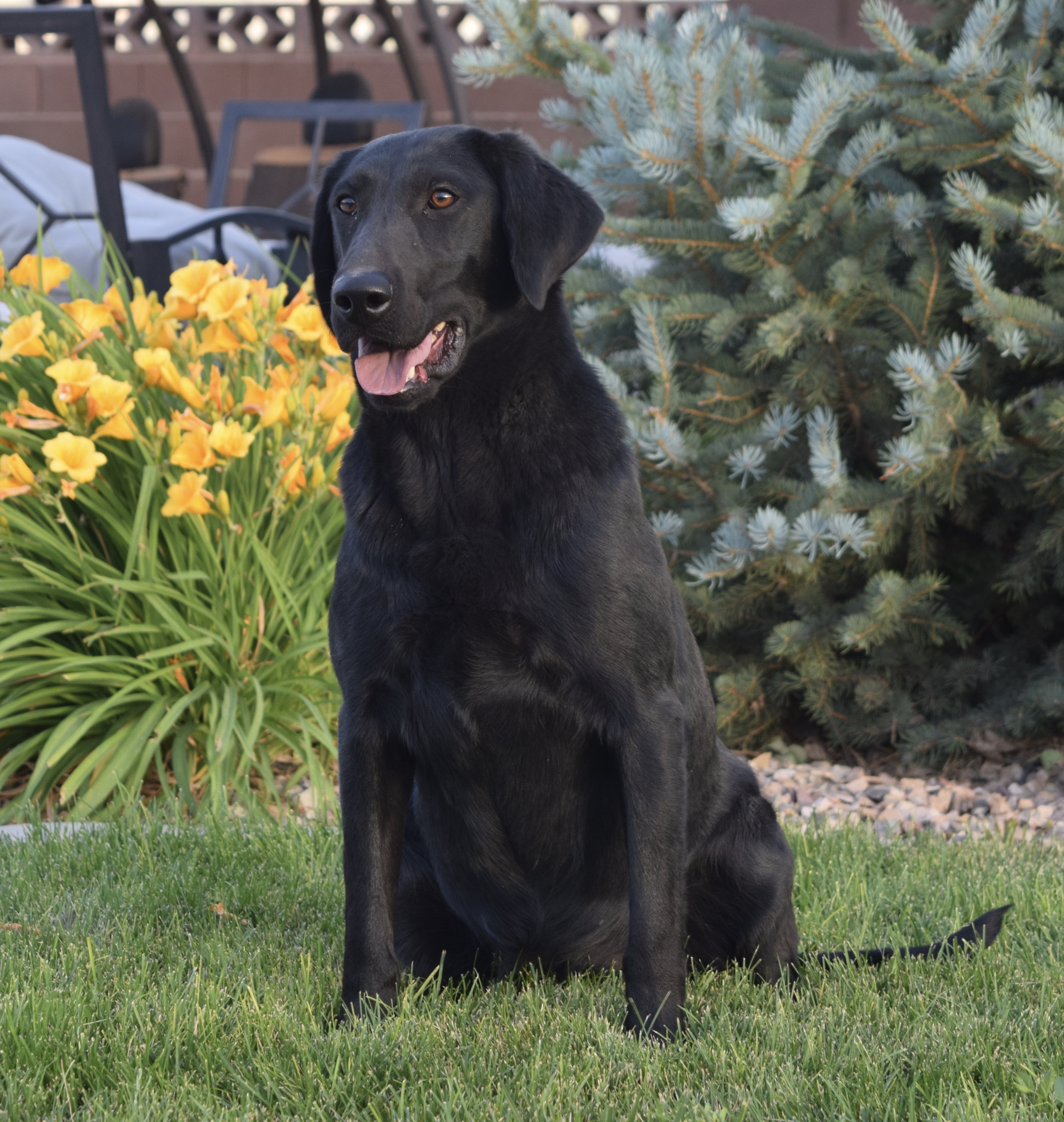 Elite’s Dare To Dream “roxie “ | Black Labrador Retriver