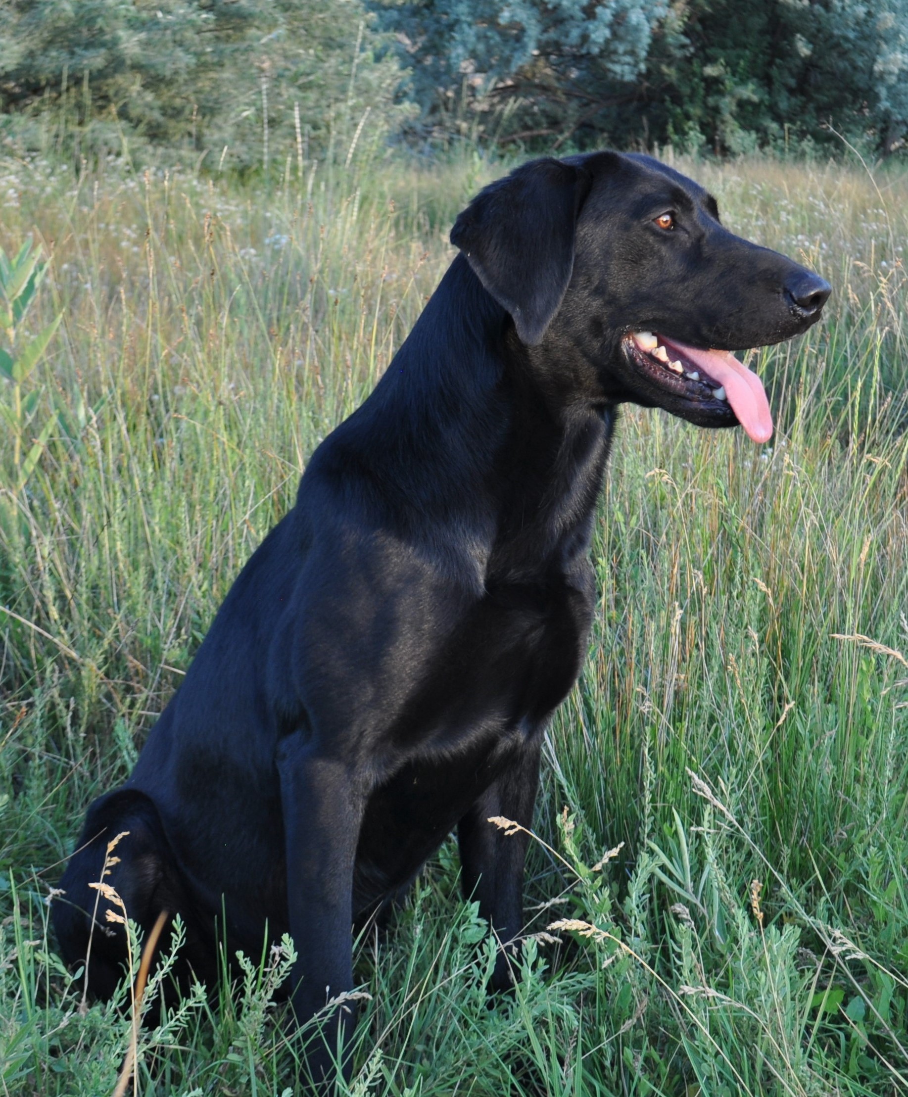 Elite's Wizzard Of Chavez | Black Labrador Retriver