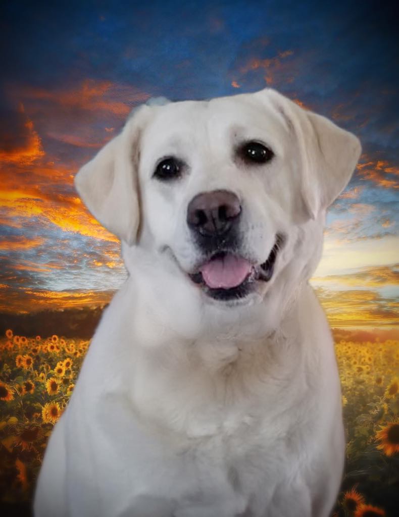 Snowy Rivers Honeybun Love At Embershine DS CGC TKN | Yellow Labrador Retriver