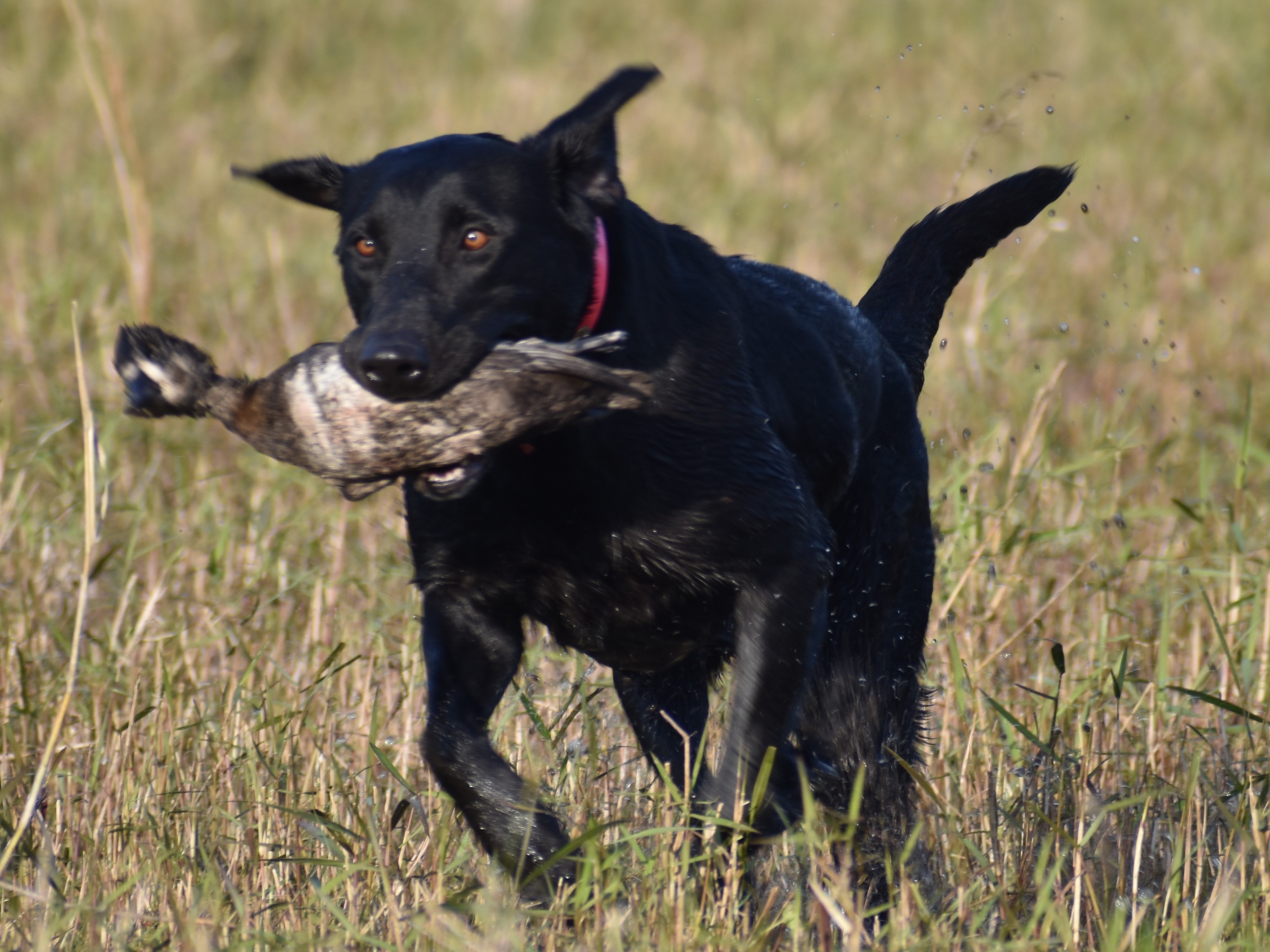 Clanton'sbluewingteal | Black Labrador Retriver