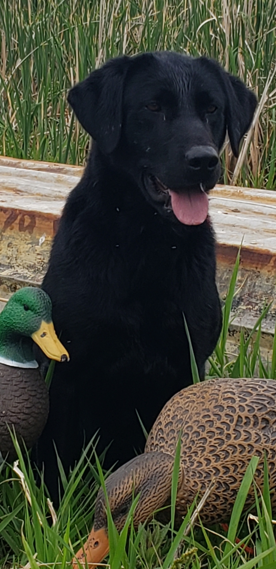 HR Southern Jamm's Runnin' With The Devil | Black Labrador Retriver