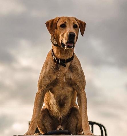 HR Loui From Louisiana | Yellow Labrador Retriver