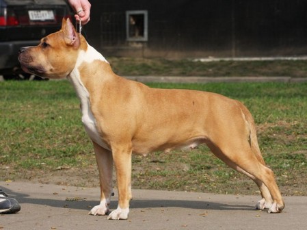Unika For Asti dog house | American Staffordshire Terrier 