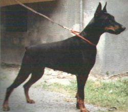 Cuba (DS081229) | Black Doberman Pinscher