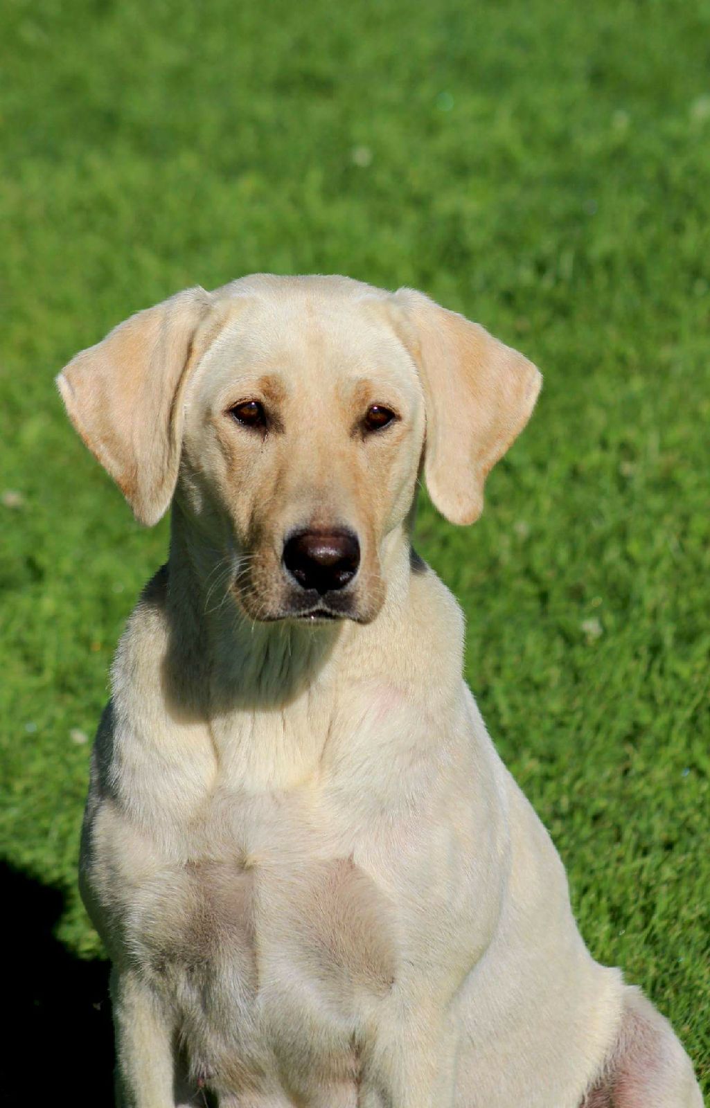 Thors Hardcore Contender - Eva | Yellow Labrador Retriver