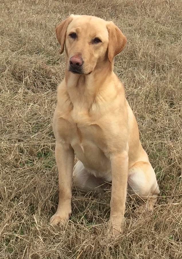 SHR Shadowcreeks The Law Won | Yellow Labrador Retriver