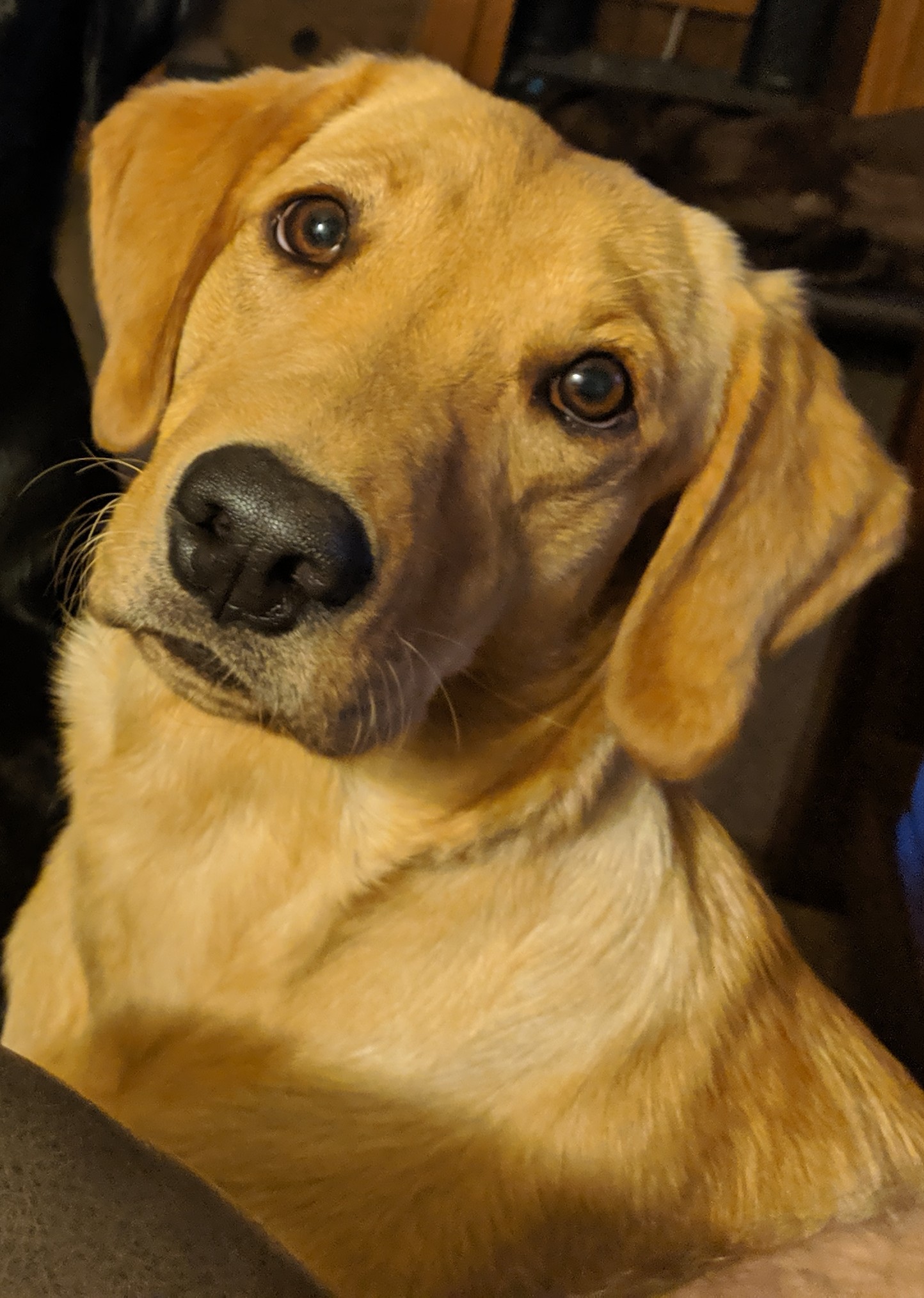 HR Owasco Valley's Blazingred Cavu | Yellow Labrador Retriver